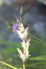 Oxytropis owerinii