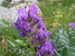 Oxytropis owerinii
