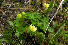 Trollius laxus laxus
