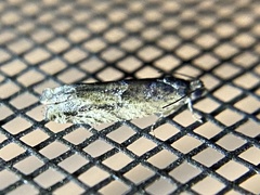 Pseudexentera hodsoni