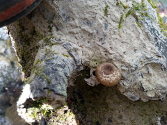 Lentinus tigrinus