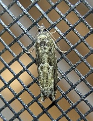 Pseudexentera hodsoni