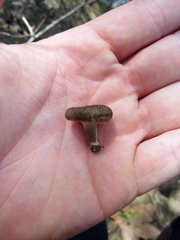 Lentinus tigrinus