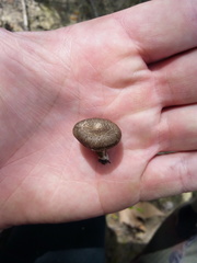 Lentinus tigrinus