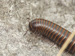 Acanthoiulus cassinensis