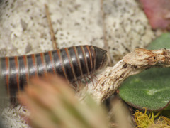 Acanthoiulus cassinensis