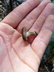 Lentinus tigrinus