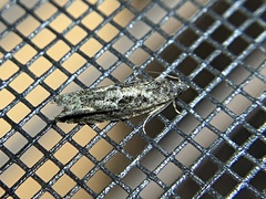 Pseudexentera hodsoni