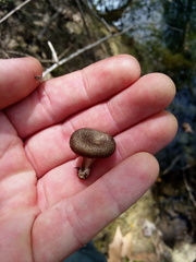 Lentinus tigrinus