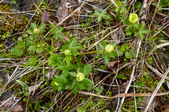 Trollius laxus laxus