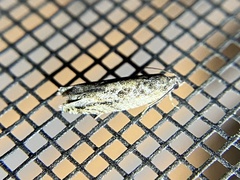 Pseudexentera hodsoni