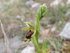 Ophrys sphegodes sphegodes