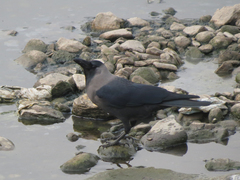 Corvus splendens