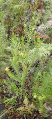 Penaea cneorum gigantea