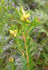 Penaea cneorum gigantea