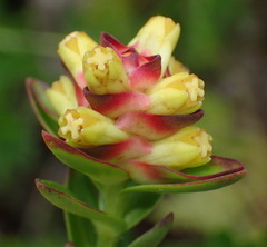 Penaea cneorum gigantea