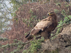 Aquila nipalensis