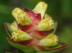 Penaea cneorum gigantea