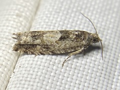 Pseudexentera haracana