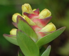 Penaea cneorum gigantea