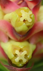 Penaea cneorum gigantea