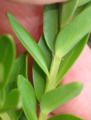 Penaea cneorum gigantea