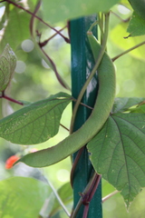 Phaseolus coccineus