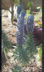 Echium