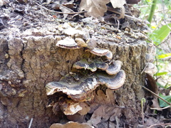 Trametes versicolor