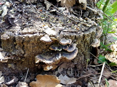 Trametes versicolor