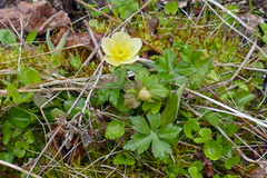 Trollius laxus laxus