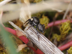 Heliophanus lineiventris