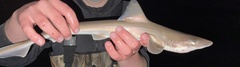 Mustelus henlei