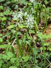 Ornithogalum boucheanum