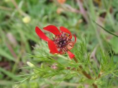 Adonis flammea