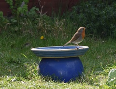 Erithacus rubecula