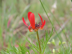 Adonis flammea