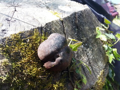 Daldinia concentrica