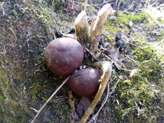 Daldinia concentrica