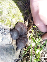 Daldinia concentrica