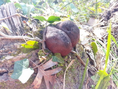 Daldinia concentrica