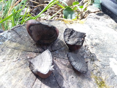 Daldinia concentrica