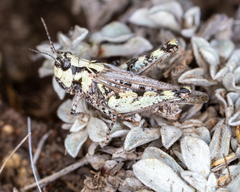 Psoloessa delicatula