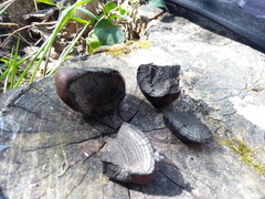 Daldinia concentrica