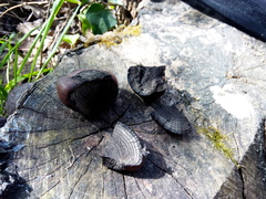 Daldinia concentrica