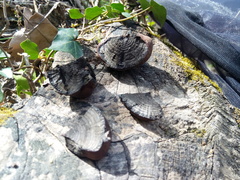 Daldinia concentrica