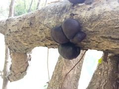 Daldinia concentrica