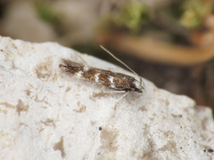 Eulamprotes ochricapilla