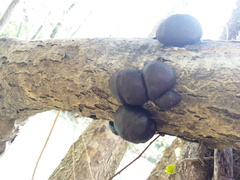 Daldinia concentrica