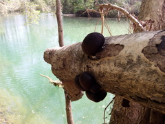 Daldinia concentrica